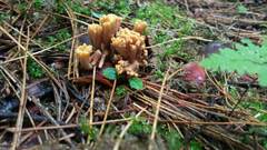 Ramaria testaceoflava