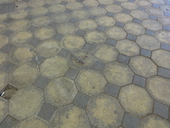 Streptopelia senegalensis