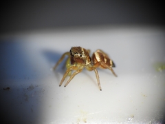 Heliophanus tribulosus