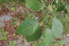 Alnus rubra
