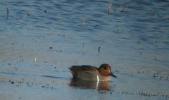 Anas crecca carolinensis