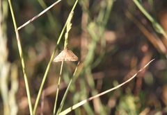 Saucrobotys futilalis