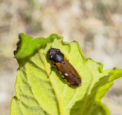 Oncometopia rufipennis