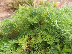 Tripleurospermum maritimum