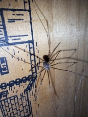Crossopriza lyoni