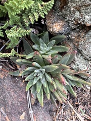 Dudleya pauciflora