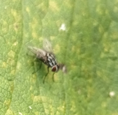 Graphomya maculata