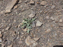 Falcaria vulgaris