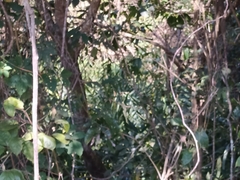 Hedychium coronarium