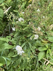 Spiraea alba