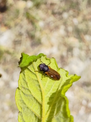 Oncometopia rufipennis