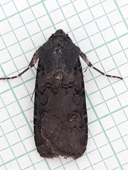 Euxoa velleripennis
