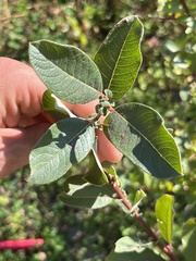 Salix sitchensis