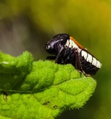 Oncometopia rufipennis