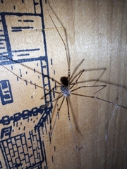 Crossopriza lyoni