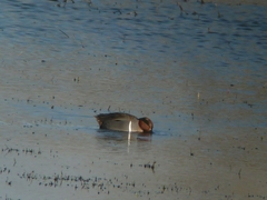 Anas crecca carolinensis