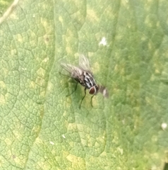 Graphomya maculata