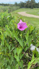 Ipomoea sagittata