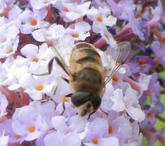 Eristalis tenax