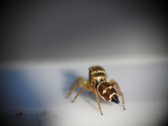 Heliophanus tribulosus