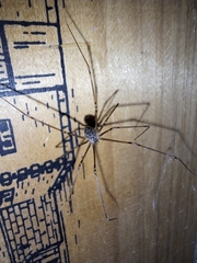 Crossopriza lyoni