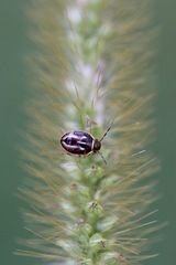 Mormidea lugens