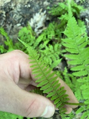 Athyrium