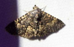 Metalectra diabolica