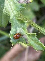 Sphaeroderma testaceum