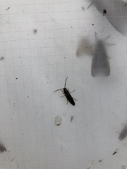 Dicrepidius corvinus