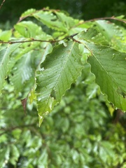 Acalitus ferrugineum