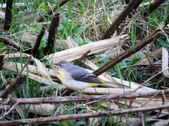 Motacilla cinerea