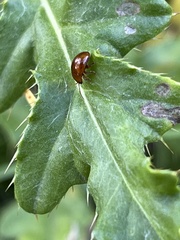 Sphaeroderma testaceum
