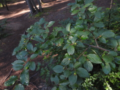 Cotoneaster lucidus