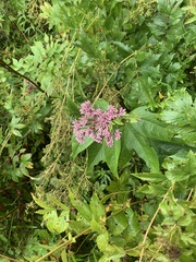 Eutrochium