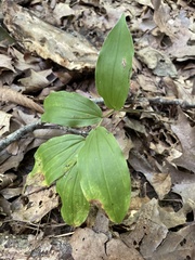 Maianthemum racemosum