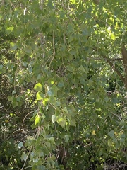Populus nigra