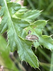 Aelia acuminata