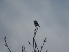 Lanius excubitor