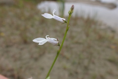 Lobelia dortmanna
