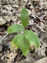 Maianthemum racemosum