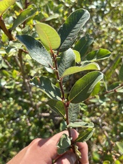 Salix sitchensis