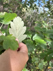 Scandosorbus intermedia