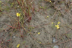 Ranunculus flammula