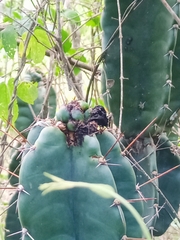 Cereus hexagonus