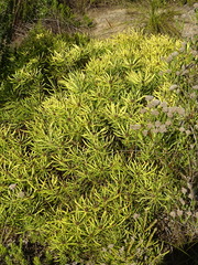 Leucadendron salignum