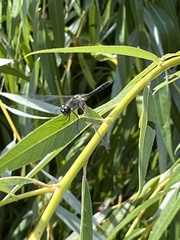 Sympetrum danae