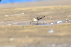 Calidris minuta