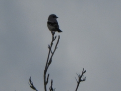 Lanius excubitor