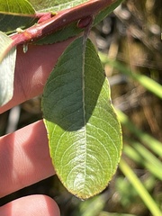 Salix sitchensis